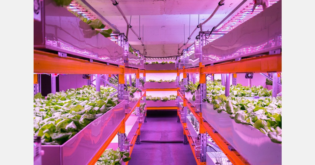 The role of automation in transforming hydroponics, aquaponics to larger scale growth – Vertical Farm Daily